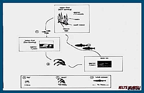writing task 1 process